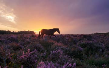 Holiday cottages in The New Forest, contact the owners direct