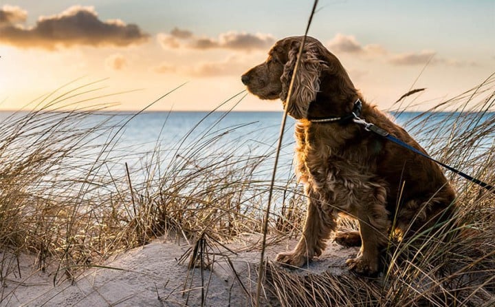Pet Friendly Holidays